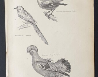 Shrike / Magpie / Orange Rock Cock - Original c1860's Museum of Natural History print