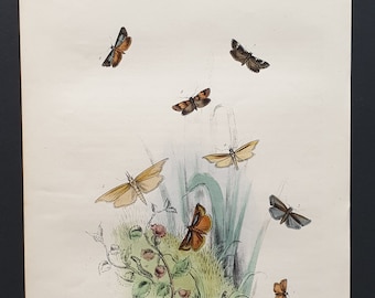 The Dwarf Veneer Moth and others - Original hand coloured 1860 print