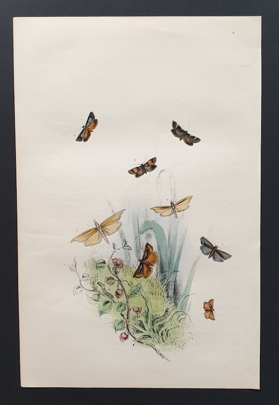 The Dwarf Veneer Moth and others - Original hand coloured 1860 print