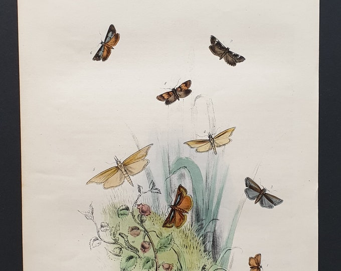 The Dwarf Veneer Moth and others - Original hand coloured 1860 print