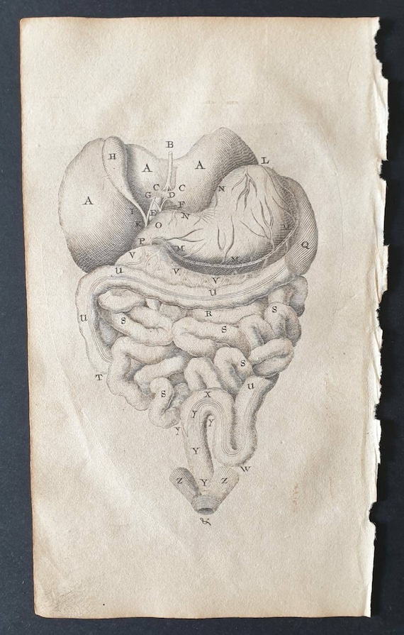 Original 1807 Andrew Fyfe Anatomical print - Represents the Chylopoietic and Assistant Chylopoietic Viscera, removed from the Body