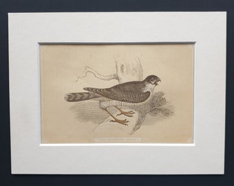 The Sparrow Hawk - Original 1851 John Tallis woodblock print