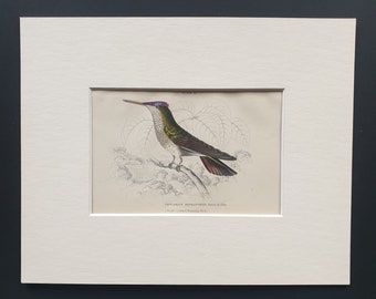 Violet Crowned Hummingbird - Original c1840 hand coloured bird print in mount