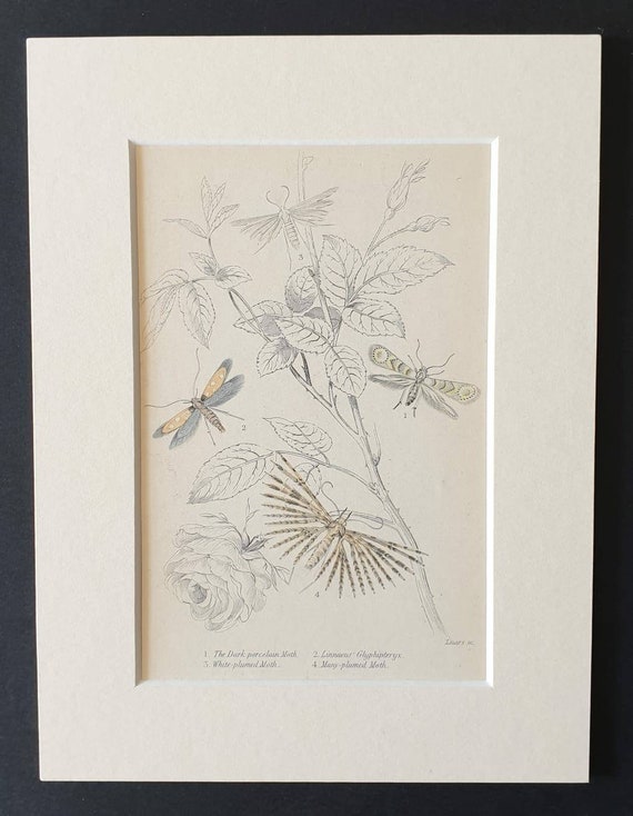 Original 1830 hand coloured butterflies and moths print - Plumed moths