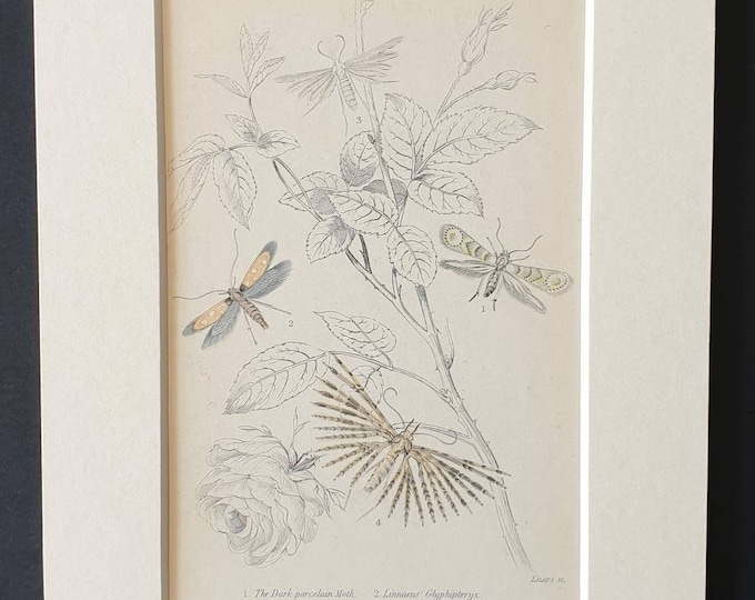 Original 1830 hand coloured butterflies and moths print - Plumed moths