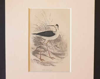 Black Winged Stilt - Original c1840 hand coloured bird print in mount