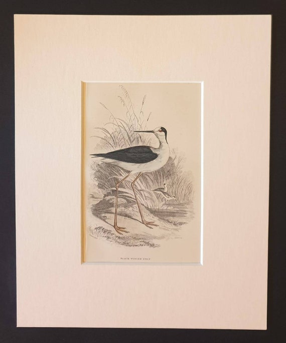 Original c1840 hand coloured bird print in mount - Black Winged Stilt
