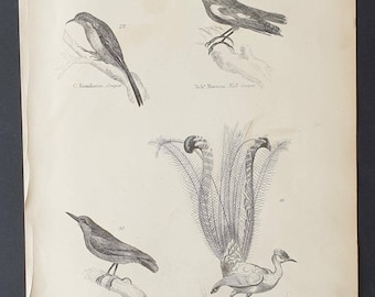 Creepers / Lyre Bird / Nuthatch - Original c1860's Museum of Natural History print