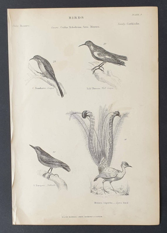 Original c1860's Museum of Natural History print - Creepers/ Lyre Bird/ Nuthatch