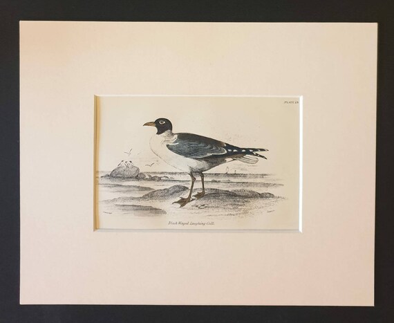 Original c1840 hand coloured bird print in mount - Black Winged Laughing Gull