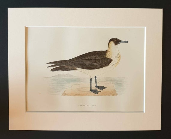 Original 1891 hand coloured bird print in mount - Pomerine Skua