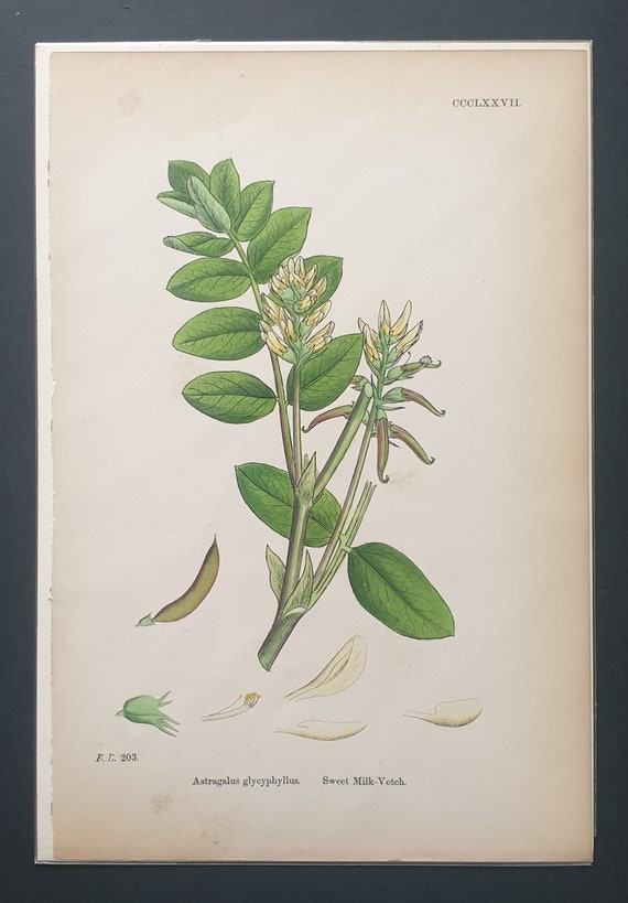 Sweet Milk Vetch - Original 1863 Sowerby botanical print