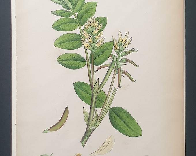 Sweet Milk Vetch - Original 1863 Sowerby botanical print