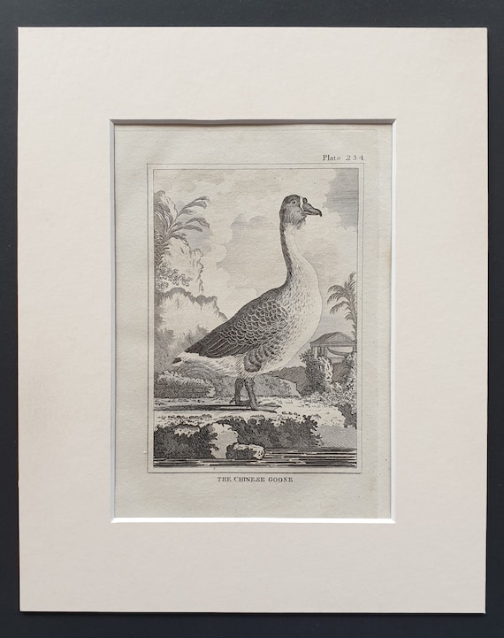 The Chinese Goose -  Original 1812 Buffon print in mount (234)