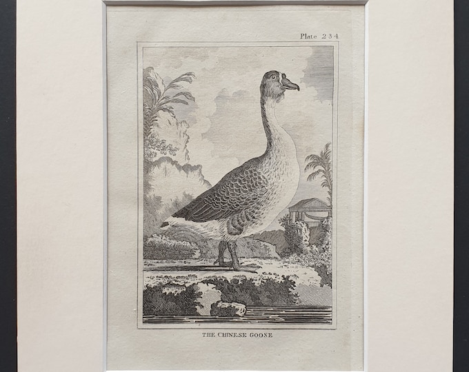 The Chinese Goose -  Original 1812 Buffon print in mount (234)