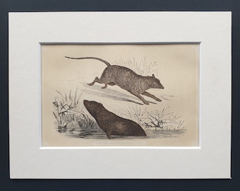 Water Rat and Common Rat - Original 1851 John Tallis woodblock print