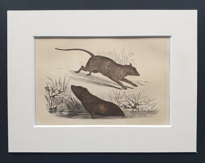 Water Rat and Common Rat - Original 1851 John Tallis woodblock print