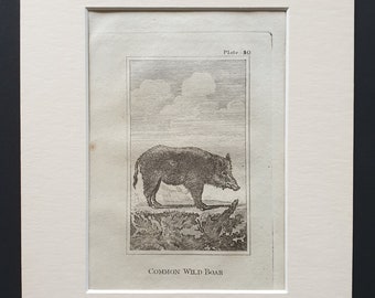 Common Wild Boar - Original 1812 Buffon print in mount