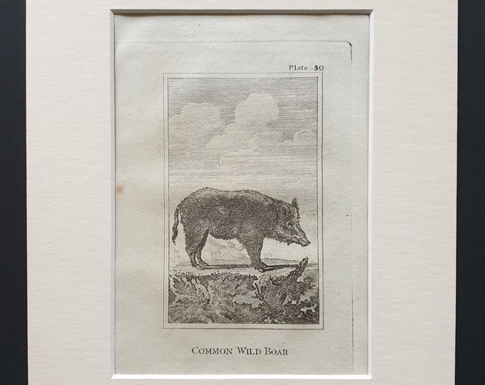 Common Wild Boar - Original 1812 Buffon print in mount