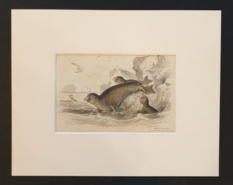 Common Seal of the Scotch Coasts  - Original 1839 hand coloured print in mount