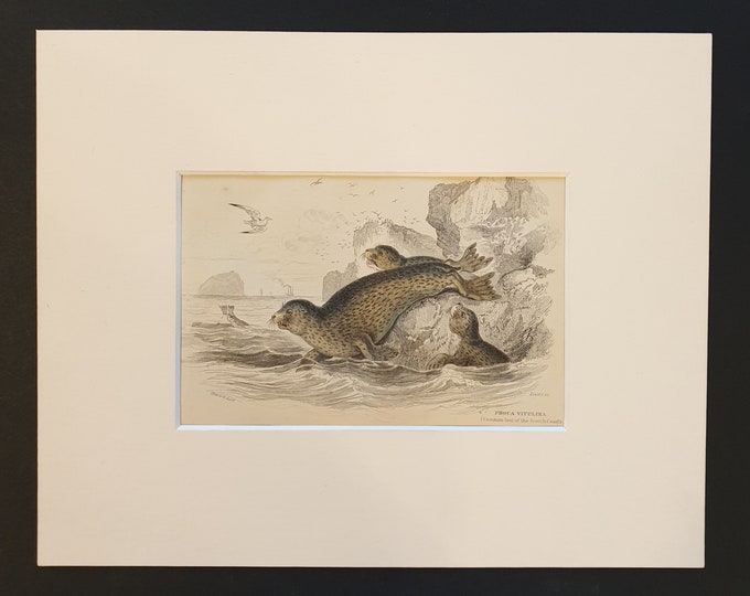 Common Seal of the Scotch Coasts  - Original 1839 hand coloured print in mount