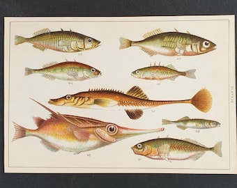Original 1915 fish print - Plate 12