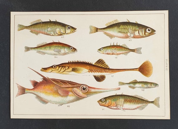 Original 1915 fish print - Plate 12