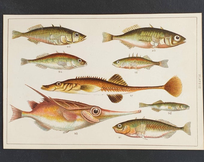 Original 1915 fish print - Plate 12