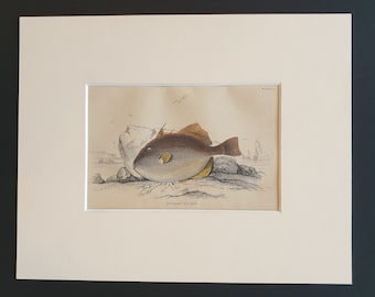 European File Fish - Original c1860 hand coloured fish print in mount