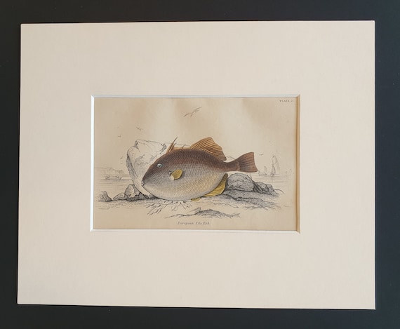 European File Fish - Original c1860 hand coloured fish print in mount
