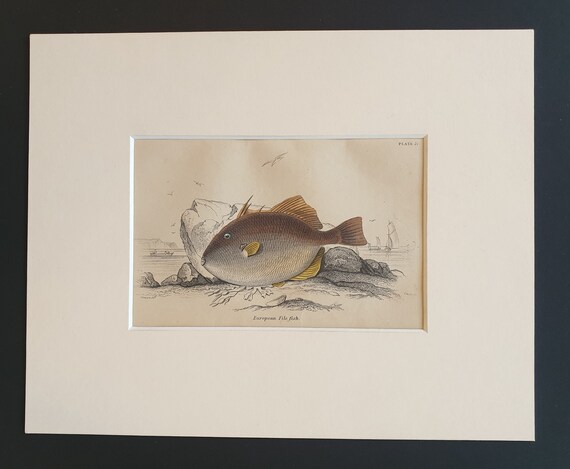 European File Fish - Original c1860 hand coloured fish print in mount