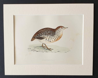 Andalusian Quail - Original 1891 hand coloured bird print in mount