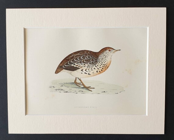 Original 1891 hand coloured bird print in mount - Andalusian Quail