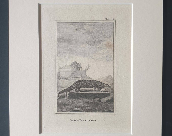Original 1812 Buffon print in mount -  Short Tailed Manis