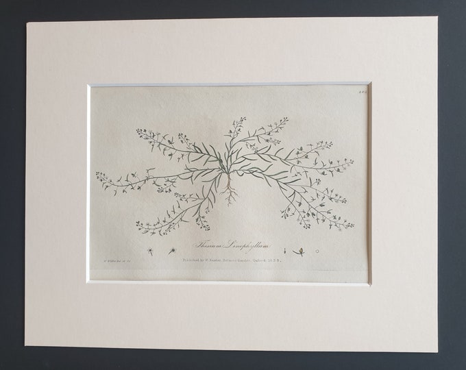 Flax Leaved Bastard Toad Flax - Original 1839 hand coloured flower print in mount