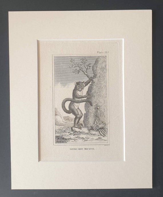 Original 1812 Buffon print in mount -  Little Grey Macauco