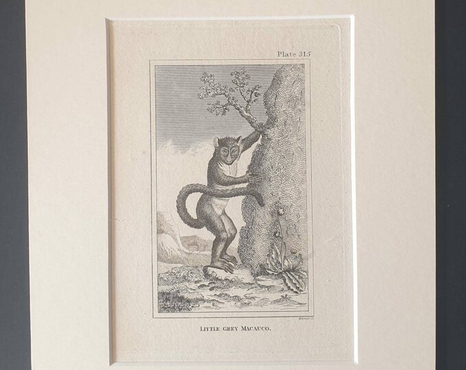 Original 1812 Buffon print in mount -  Little Grey Macauco