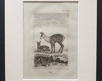 Musk - Original 1812 Buffon print in mount