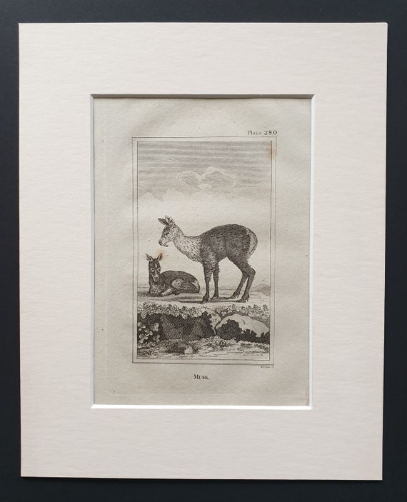 Musk - Original 1812 Buffon print in mount