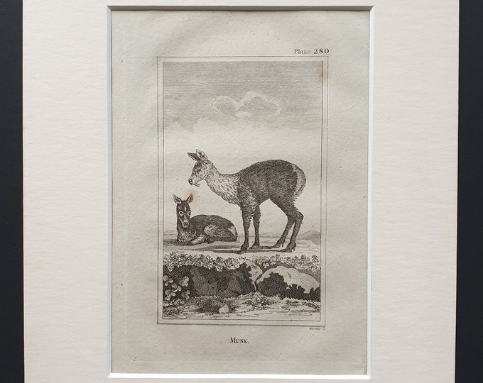 Musk - Original 1812 Buffon print in mount