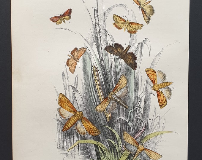 Wainscot Moths and others - Original hand coloured 1860 print