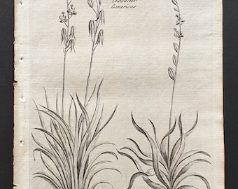 Common Arrow Grafs and Sea Arrow Grafs - Original 1802 Culpeper engraving (7)