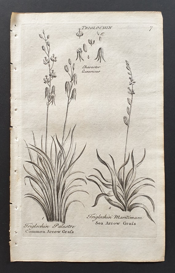 Common Arrow Grafs and Sea Arrow Grafs - Original 1802 Culpeper engraving (7)