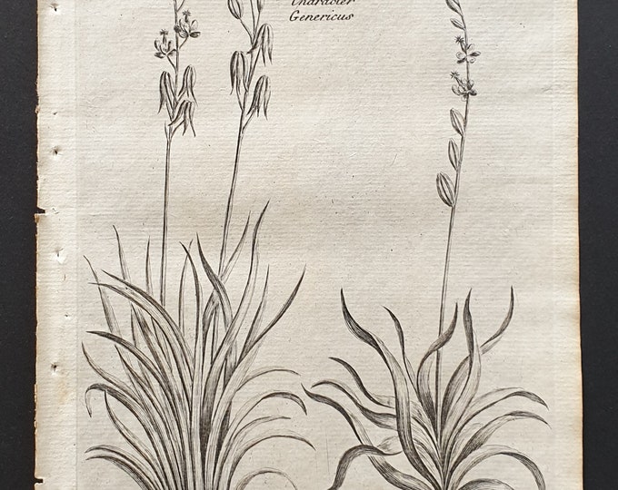 Common Arrow Grafs and Sea Arrow Grafs - Original 1802 Culpeper engraving (7)