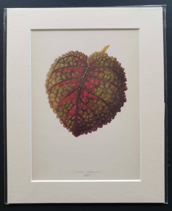 Original 1868 leaf print 'Cesnera Cinnabarina'