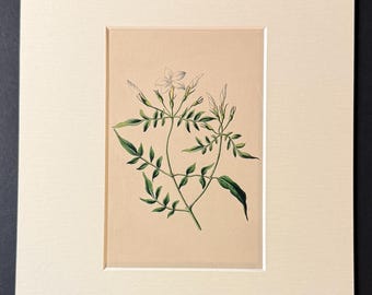 The Jasmine - Original 1840 Hand Coloured Print