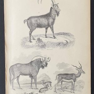 Puede incluir: Una impresión antigua en blanco y negro que muestra ilustraciones de varios mamíferos, incluyendo una cabra con grandes cuernos, un ñu y un antílope. El texto en la parte superior dice "MAMMALIA".