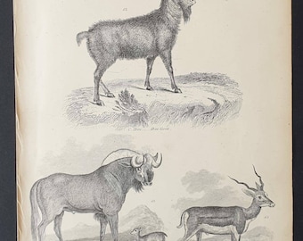 Ibex / Gnu and Antelopes - Original c1860's Museum of Natural History print
