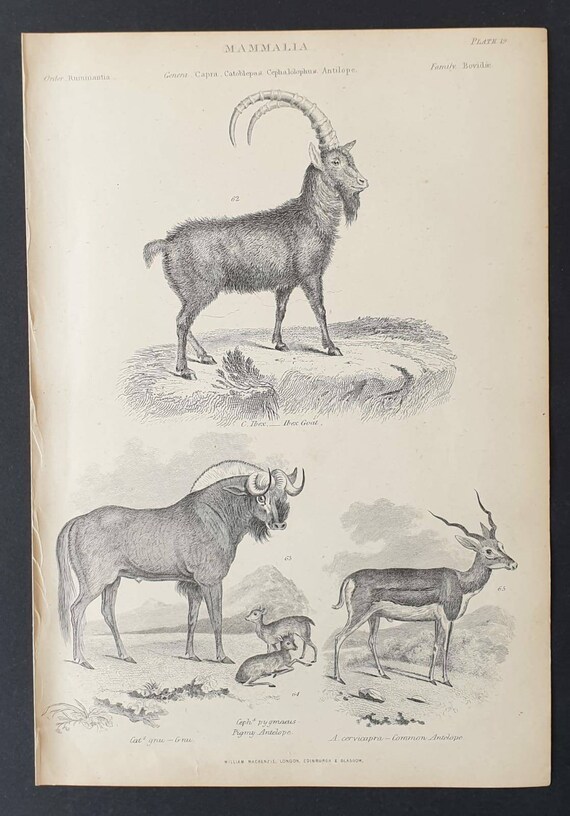 Original c1860's Museum of Natural History print - Ibex/ Gnu and Antelopes