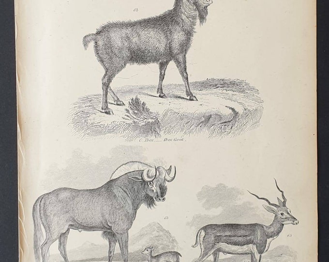 Original c1860's Museum of Natural History print - Ibex/ Gnu and Antelopes